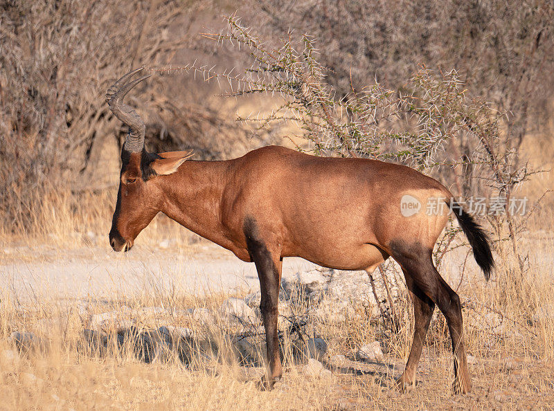 纳米比亚Etosha国家公园的Hartebeest（Alcelaphus buselaphus caama）